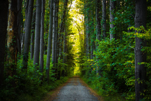 A flat, gravel trail runs through a forest of tall trees in the Upper Delaware Scenic and Recreational River in Beach Lake, PA.