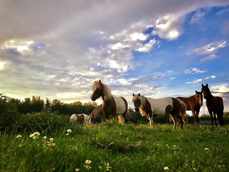 A group of horses grazing the meadow at Treasure Hill Stable in Gouldsboro, PA.