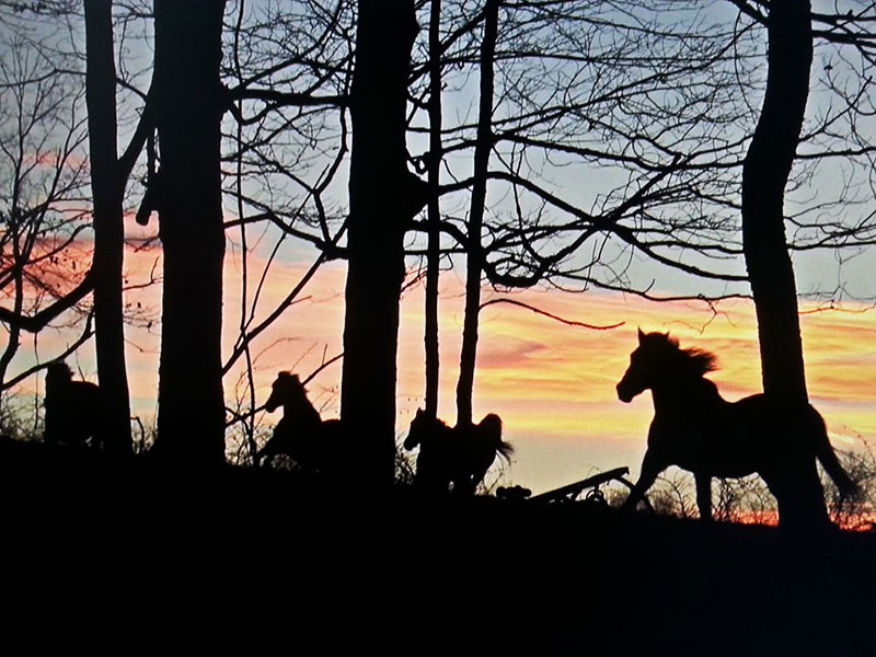 Daisy Field Farm White Haven DiscoverNEPA