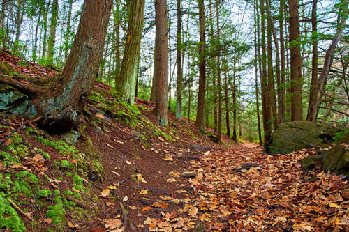 A leaf-strewn trail in Seven Tubs Recreation Area in Wilkes-Barre, PA.