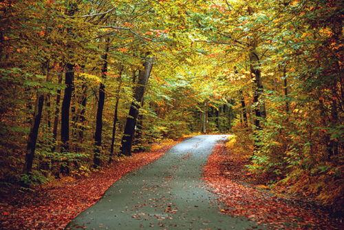A paved trail meanders through the colorful fall foliage in the dense forest at Ricketts Glen State Park in Benton, PA.