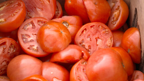 Ripe tomatoes at the Pittston Tomato Festival in Pittston, PA.