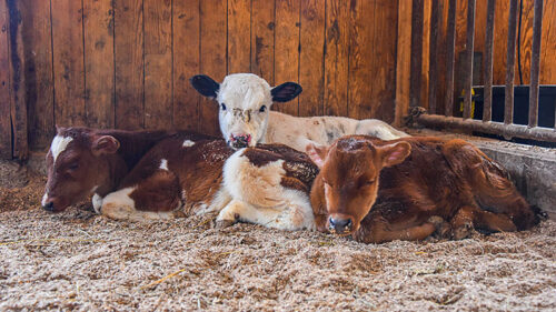 Three calves nestled together in a straw-filled barn stall at The Lands at Hillside Farms. The calf in the middle is mostly white with brown spots, while the two calves on either side are mostly brown with white spots.