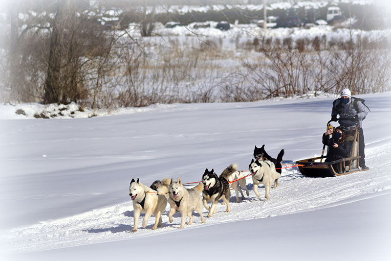 Arctic paws hot sale dog sled tours