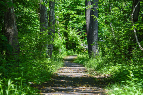 A path winds through the dense forest at Locust Lake State Park in Barnesville, PA.