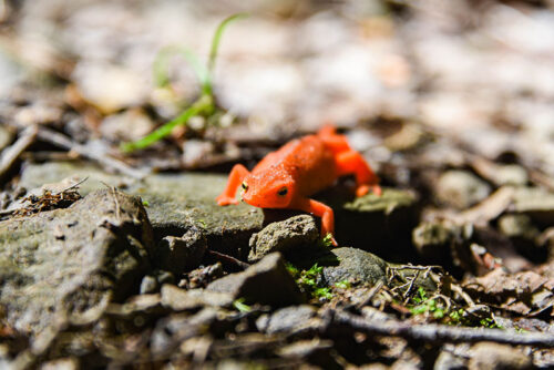 A red salamander crawls along the ground at Salt Springs State Park in Montrose, PA.
