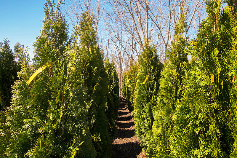 Edward S Garden Center Forty Fort Discovernepa