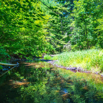 Big Wapwallopen Creek Trail image