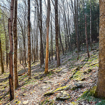 Quarry Ridge Preserve image