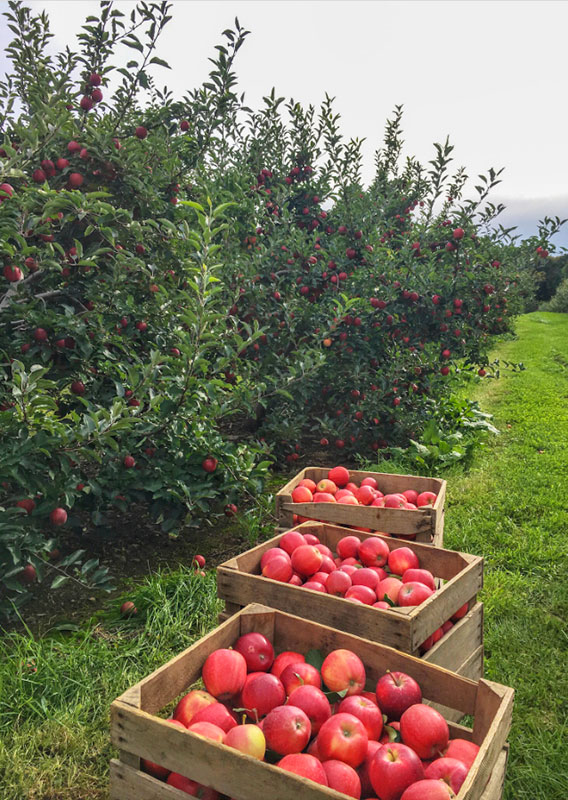 Apple (Gala) [Cuyama Orchards] - FarmShoppr