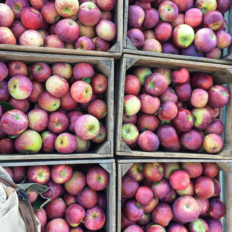 Klim’s Orchard image