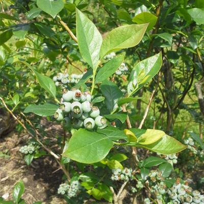 Blueberry Haven image