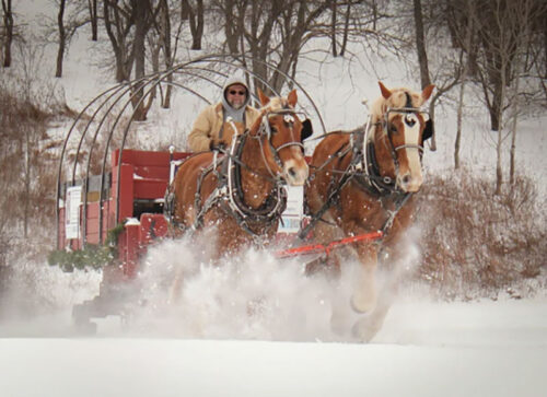 Horse-drawn carriage pulled by Belgian draft horses through fresh snow during a winter sleigh ride at Brookvalley Farm in Carbondale, Pennsylvania.