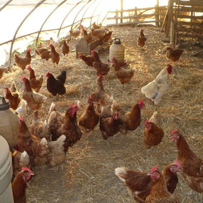 Dancing Hen Farm image