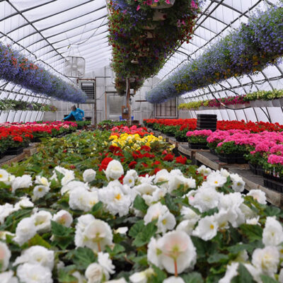 Darling & Sons Farms and Greenhouses image