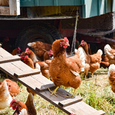 Endless Roots Farm at Overlook image