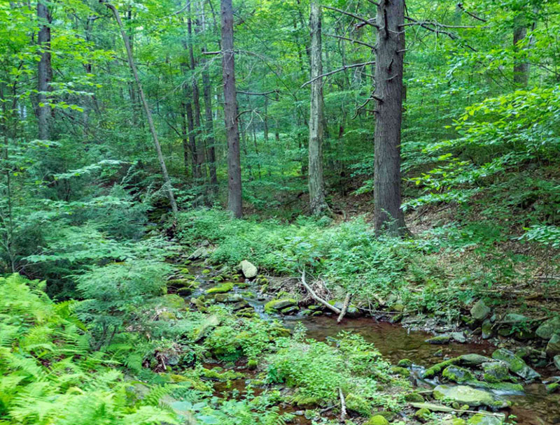 Yankee Run Nature Preserve | Mount Pocono | DiscoverNEPA