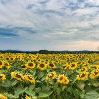 Sunflower Festival image