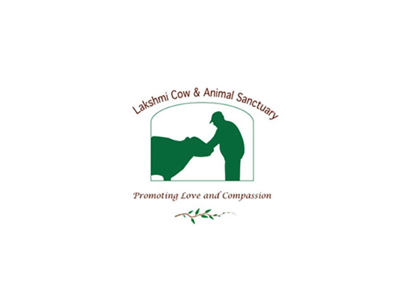 Lakshmi Cow and Animal Sanctuary image