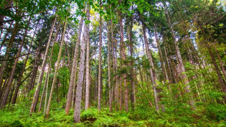 A view of a forested area at Vosburg Neck State Park in Tunkhannock, PA.