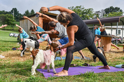 Group of women participating in a goat yoga class at Buttinhead Farms in Hunlock Creek, PA.