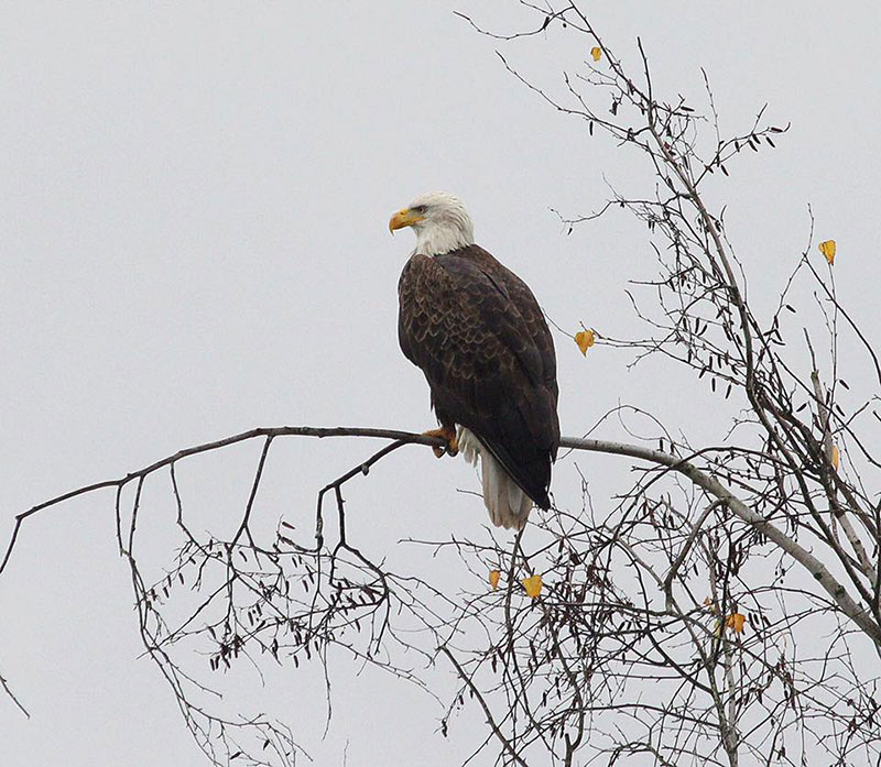 Bald Eagle State Park Inn