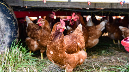 A group of hens take shelter underneath a farm truck.