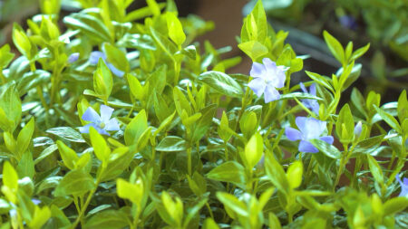 Edward’s Garden Center image