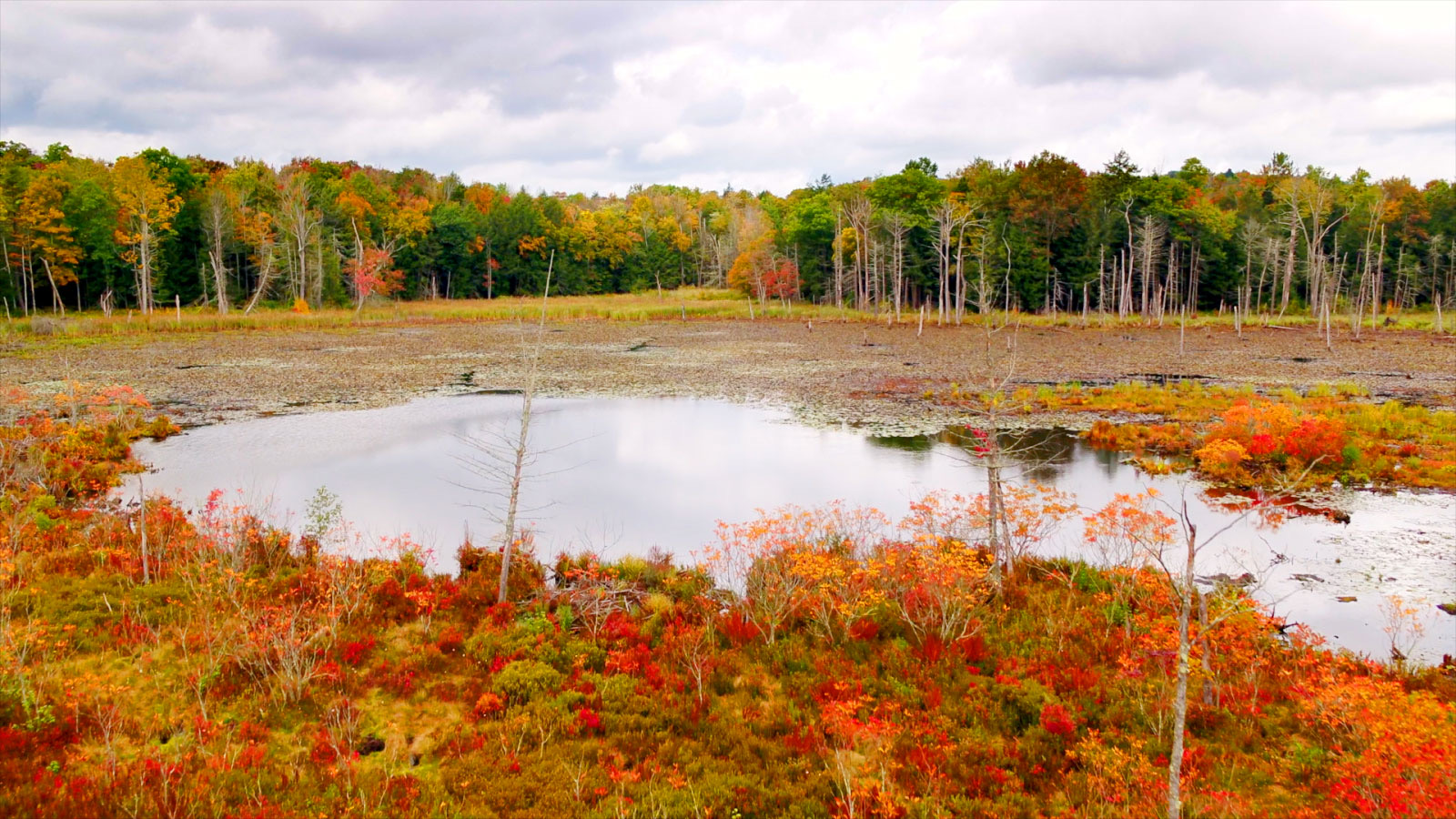 Woodbourne Forest and Wildlife Preserve | Dimock | DiscoverNEPA