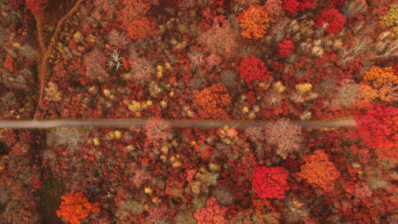 Fall at D&L Trail image