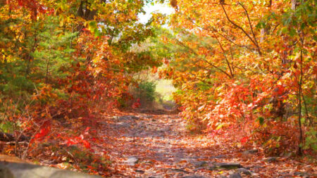 Fall at Sugar Notch Ridgetop Trail image