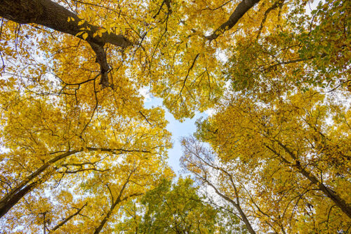 A low-angle view of a forest canopy in autumn, featuring vibrant yellow and green leaves against a bright sky at Vosburg Neck State Park in Tunkhannock, PA.