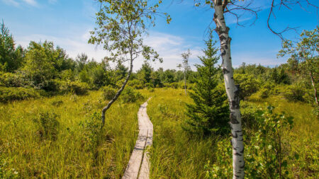 Boardwalk Trail at Thomas Darling Preserve in Blakeslee, PA.
