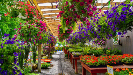 Rave Discount Garden Center in Dallas, PA, displaying a variety of flowering plants, arranged in hanging baskets and on tables.