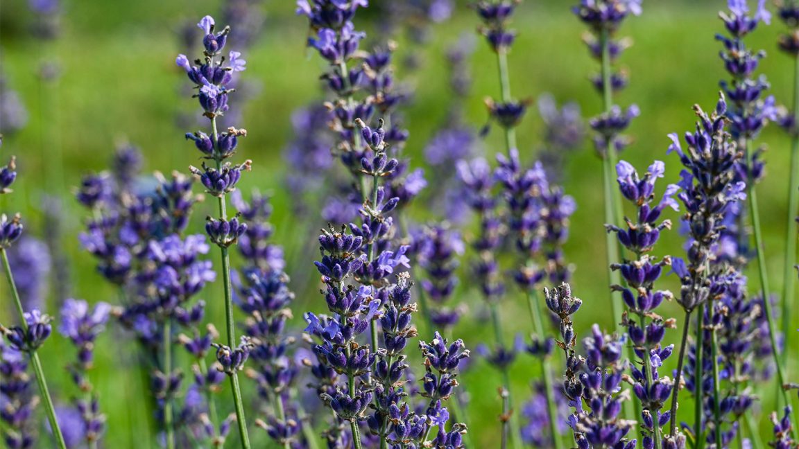 Picture This: Flower Fields at Hope Hill Lavender Farm | DiscoverNEPA