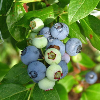 Koch Family Blueberry Farm image