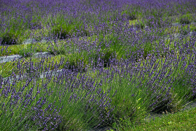 Lavender Sachet - Small - Hope Hill Lavender Farm