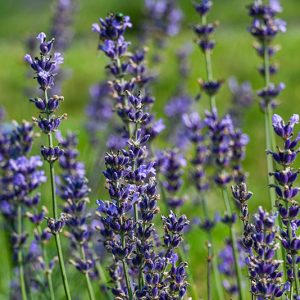 Lavender Sachet - Small - Hope Hill Lavender Farm