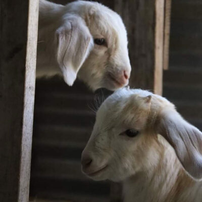 Spear Family Farm image