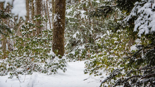 A hiking trail leads into a snow-covered forest at Tuscarora State Park in Barnesville, PA.