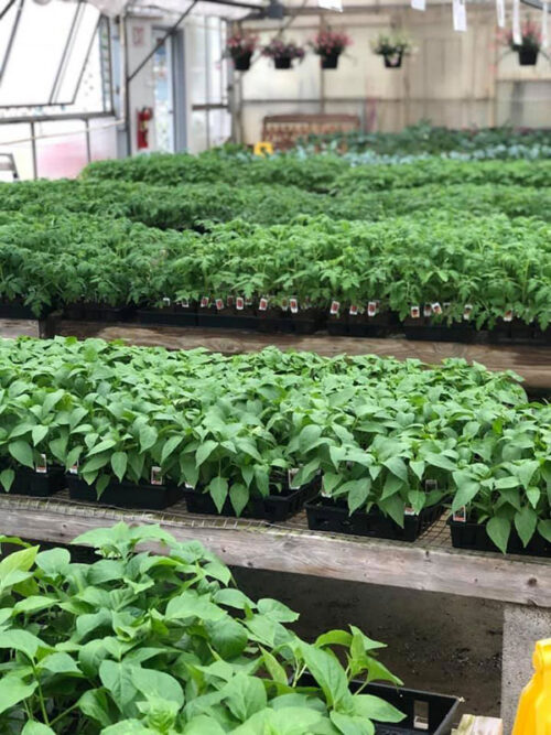 Plants growing in the greenhouse at Lessie’s Garden Greenhouse & Gift Shop in Pottsville, PA.