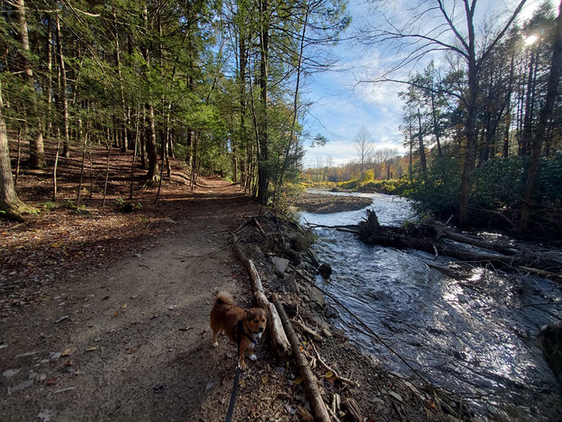 A dog leads its owner on a hike alongside a stream on the North Pocono Trail System in Moscow, PA.