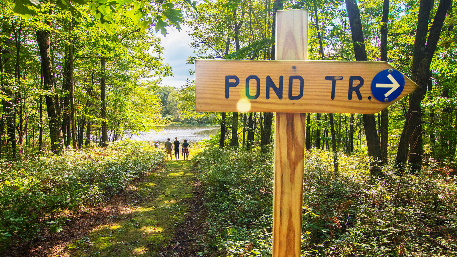 Get to Know NEPA’s Forests with North Branch Land Trust image