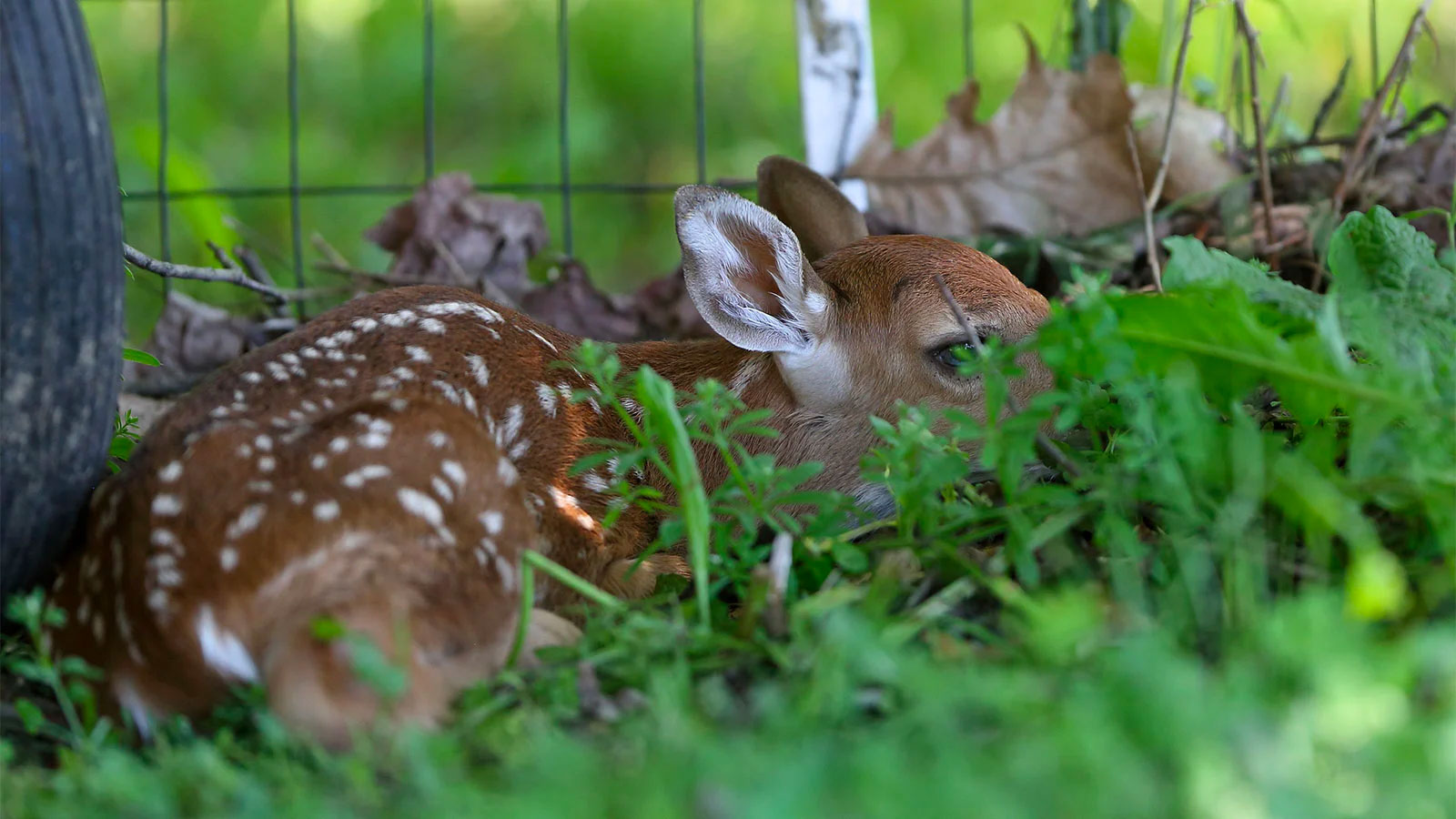 Be Safe Out There! – Protecting NEPA's Great Outdoors image