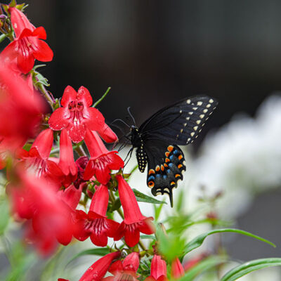 Folk’s Butterfly Farm image