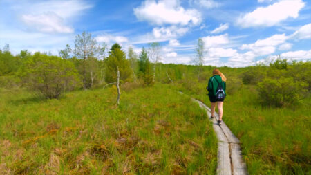 A woman walks on a wooden boardwalk through a grassy bog at Thomas Darling Preserve, Blakeslee, PA