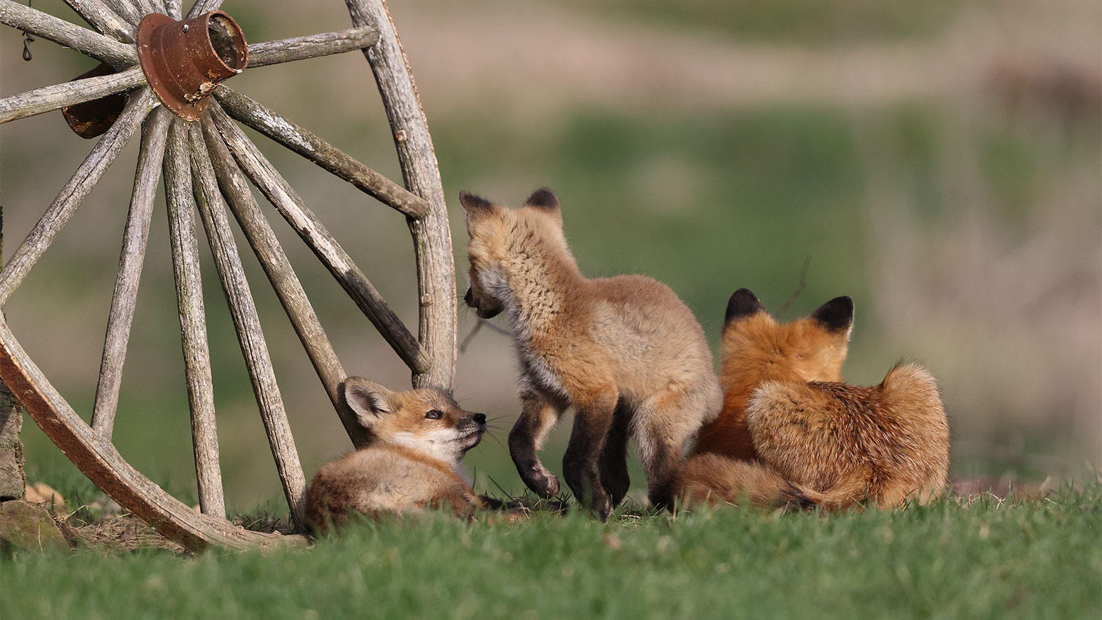 Be Safe Out There! – Young Nocturnal Animals Need to Explore, Often in Daylight image