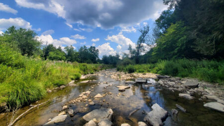 Cliff Trail at Salt Springs State Park – GYTOT Trail of the Month image
