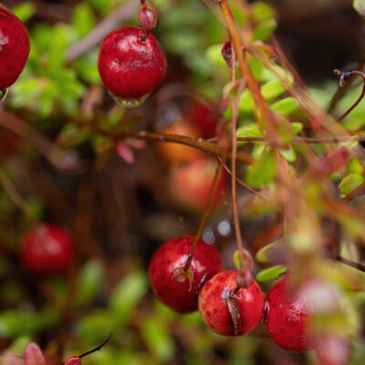 Tannersville Cranberry Bog Preserve image