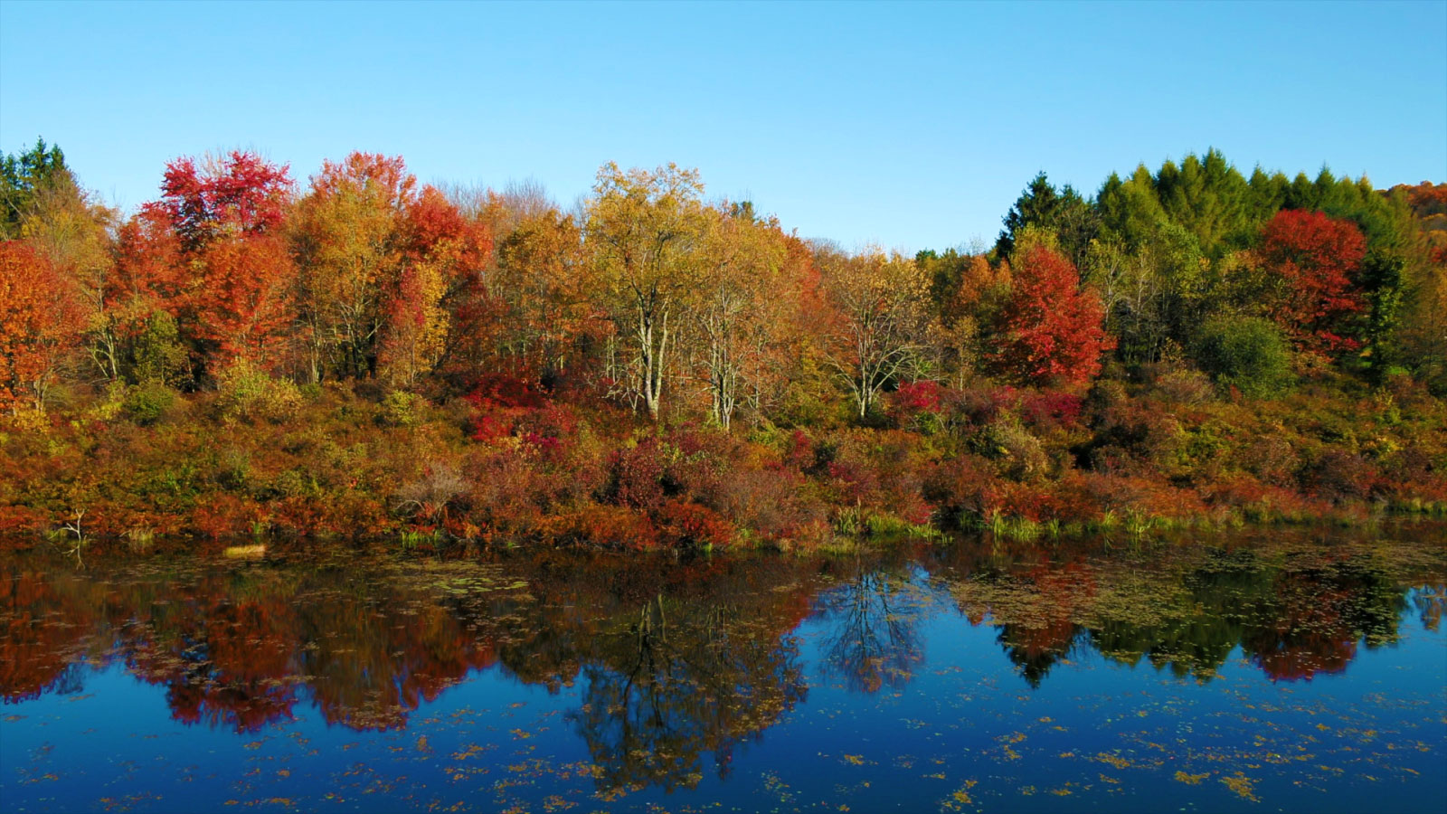 Browning Beaver Meadow Sanctuary Fall 2022 | DiscoverNEPA